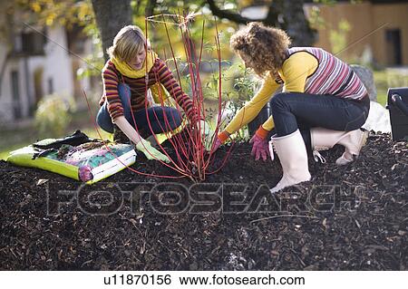 autumnal gardening View Large Photo Image Stock Photograph - autumnal gardening. Fotosearch