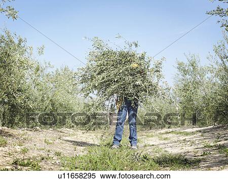 Stock Photography - Boy holding bunch of olive tree branches. Fotosearch