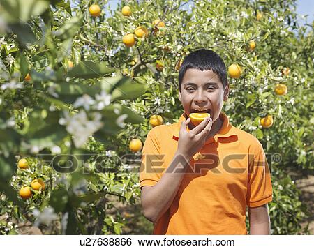 Boy in orange grove eating half orange View Large Photo Image Stock Photograph - Boy in orange grove eating half orange. Fotosearch