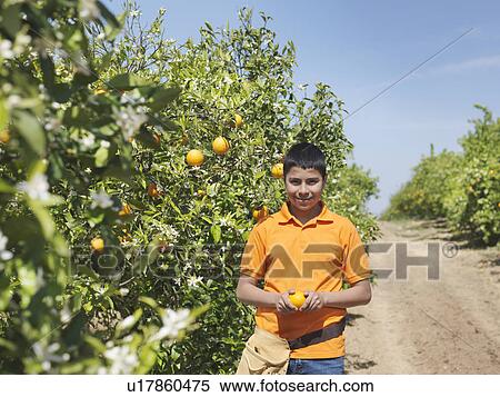 Boy in orange grove holding an orange View Large Photo Image Stock Photography - Boy in orange grove holding an orange. Fotosearch
