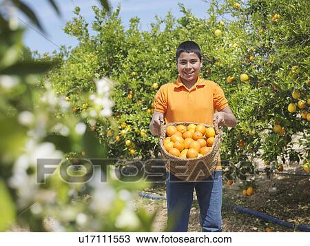 Boy showing basket full of oranges View Large Photo Image Stock Image - Boy showing basket full of oranges. Fotosearch
