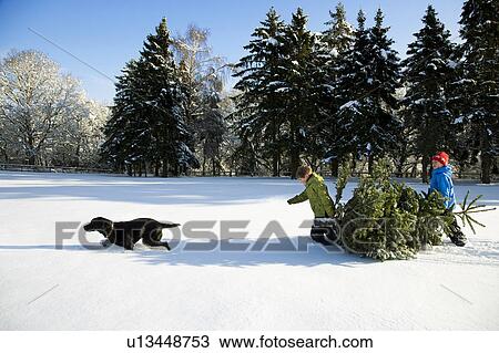 Stock Image - Children and dog pulling Christmas tree. Fotosearch