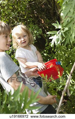 Stock Image - Children picking fruits in garden. Fotosearch