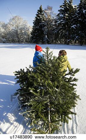 Children pulling Christmas tree in snow View Large Photo Image Stock Image - Children pulling Christmas tree in snow. Fotosearch