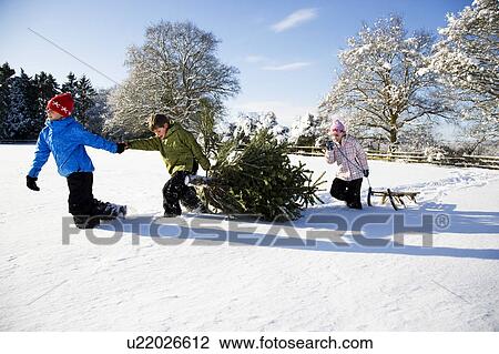 Children pulling Christmas tree in snow View Large Photo Image Stock Image - Children pulling Christmas tree in snow. Fotosearch