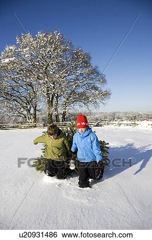 Children pulling christmas tree in snow View Large Photo Image Stock Photograph - Children pulling christmas tree in snow. Fotosearch