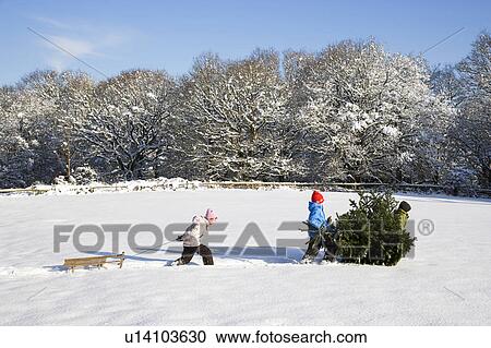 Stock Image - Children pulling Christmas tree . Fotosearch