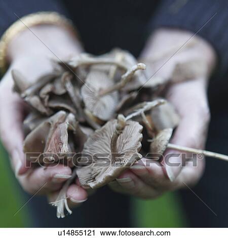 Stock Image - Close-up of wild mushrooms in hands. Fotosearch