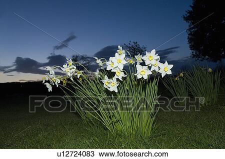 Daffodils at dusk View Large Photo Image Stock Image - Daffodils at dusk. Fotosearch