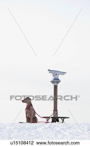 Stock Image - Dog being leashed to a telescope. Fotosearch
