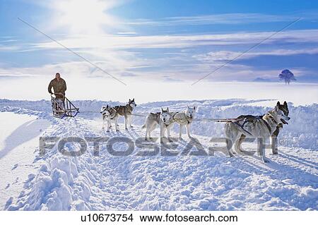 Picture - Dog sledge. Fotosearch