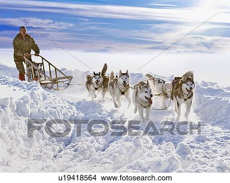 Dog sledge race View Large Photo Image Picture - Dog sledge race. Fotosearch