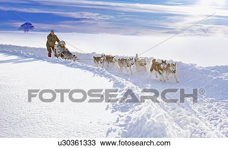 Dog sledge View Large Photo Image Stock Image - Dog sledge. Fotosearch