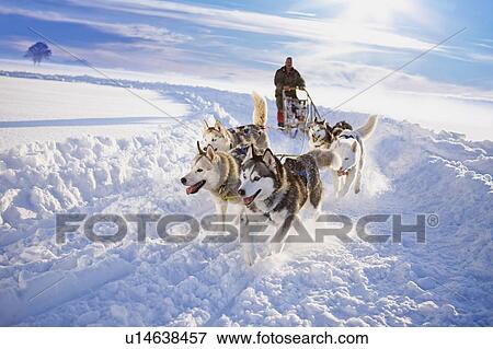 Dog sledge View Large Photo Image Stock Photo - Dog sledge. Fotosearch