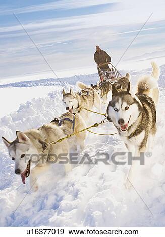 Dog sledge View Large Photo Image Stock Photo - Dog sledge. Fotosearch