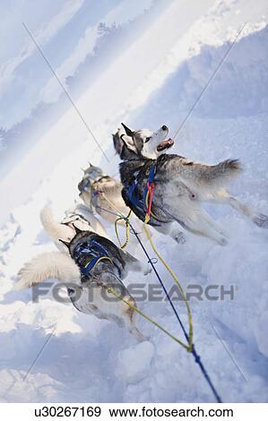 Dog sledge View Large Photo Image Stock Photo - Dog sledge. Fotosearch