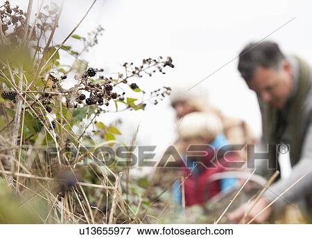 Family picking blackberries View Large Photo Image Stock Photo - Family picking blackberries. Fotosearch