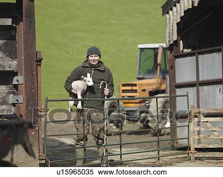 Farmer holding lamb and stick View Large Photo Image Stock Photography - Farmer holding lamb and stick. Fotosearch