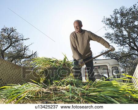 Farmer on trailer lifting hay with fork View Large Photo Image Stock Photo - Farmer on trailer lifting hay with fork. Fotosearch