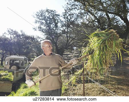 Picture - Farmer throwing hay into pig enclosure. Fotosearch