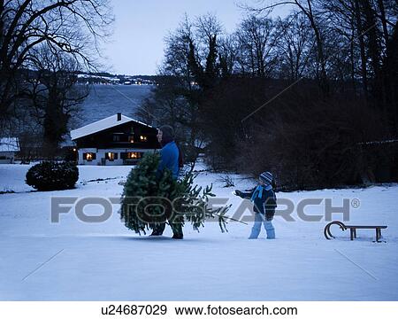 Father and son carrying christmas tree View Large Photo Image Stock Photo - Father and son carrying christmas tree. Fotosearch