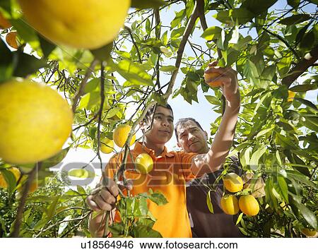 Father and son picking oranges View Large Photo Image Stock Photograph - Father and son picking oranges. Fotosearch