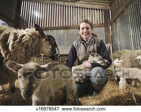 Female Farmer With Sheep & Lambs View Large Photo Image Stock Photo - Female Farmer With Sheep & Lambs. Fotosearch
