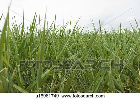 Field of barley early spring View Large Photo Image Stock Photo - Field of barley early spring. Fotosearch