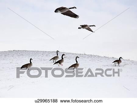 Flying geese in snowy landscape View Large Photo Image Stock Photo - Flying geese in snowy landscape. Fotosearch
