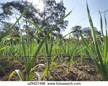 Stock Photograph - Garlic field. Fotosearch