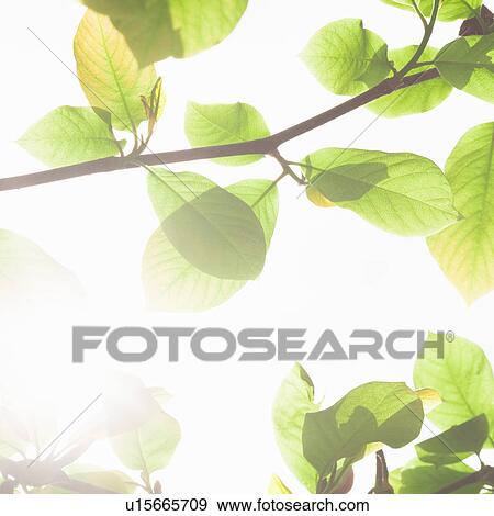 Green Leaves against Sky View Large Photo Image Stock Photo - Green Leaves against Sky. Fotosearch