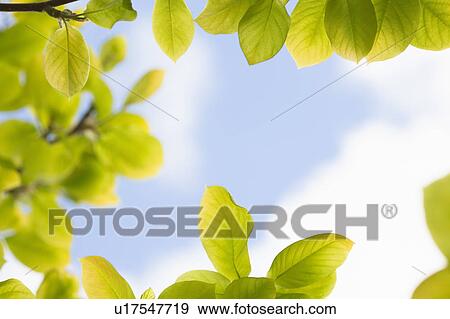 Stock Photo - Green Leaves against Sky. Fotosearch