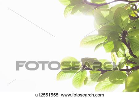 Stock Photography - Green Leaves against Sky. Fotosearch