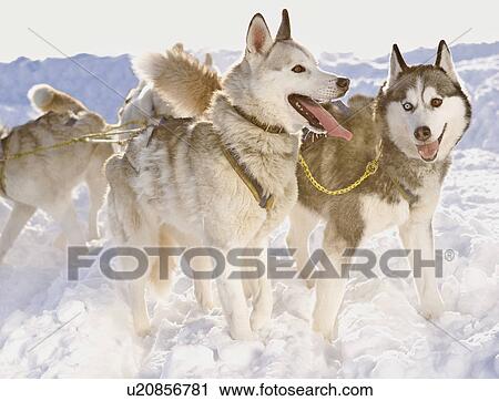 Stock Image - Huskies in winter. Fotosearch