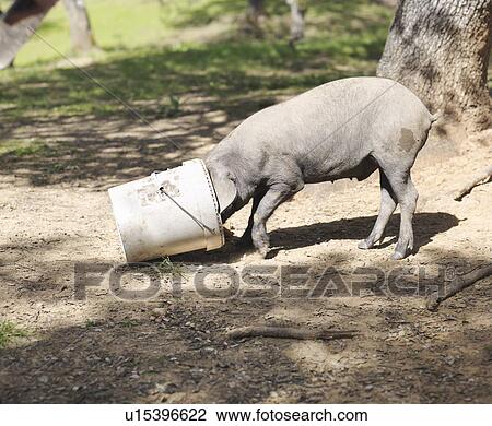 Iberico pig eating with head in bucket View Large Photo Image Stock Image - Iberico pig eating with head in bucket. Fotosearch