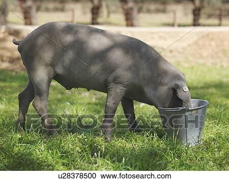 Stock Image - Iberico pig eating with head in bucket. Fotosearch