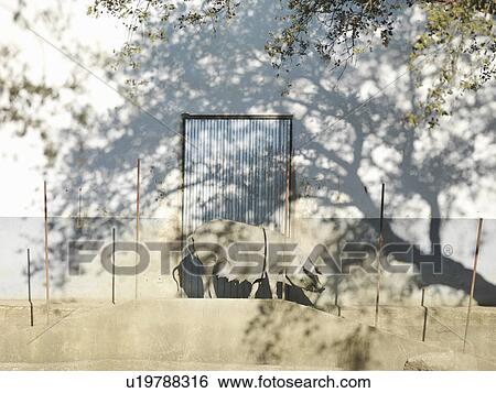 Iberico pig in front of barn door View Large Photo Image Stock Photograph - Iberico pig in front of barn door. Fotosearch