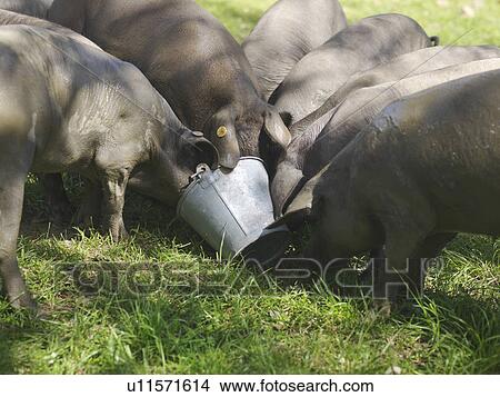 Picture - Iberico pigs eating from bucket. Fotosearch