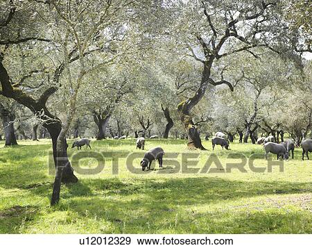 Iberico pigs on farm View Large Photo Image Stock Photo - Iberico pigs on farm. Fotosearch