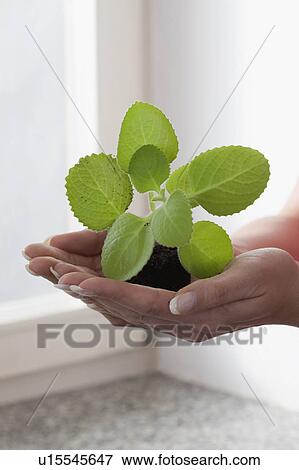 Stock Photo - Little plant. Fotosearch