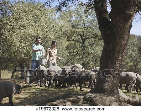 Man and woman on farm feeding pigs View Large Photo Image Stock Photo - Man and woman on farm feeding pigs. Fotosearch