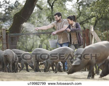 Man and woman on farm feeding pigs View Large Photo Image Stock Photo - Man and woman on farm feeding pigs. Fotosearch