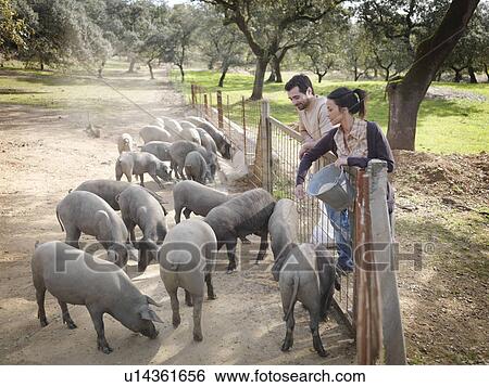 Man and woman on farm feeding pigs View Large Photo Image Stock Photograph - Man and woman on farm feeding pigs. Fotosearch