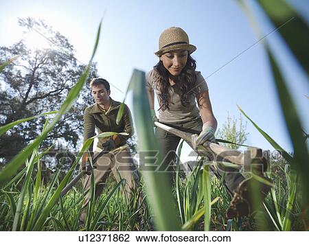 Man and woman working in garlic field View Large Photo Image Stock Image - Man and woman working in garlic field. Fotosearch