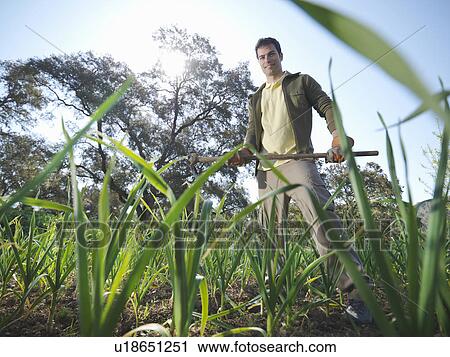 Man holding a... in garlic field View Large Photo Image Stock Image - Man holding a... in garlic field. Fotosearch