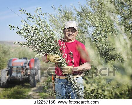 Man holding olive tree branches View Large Photo Image Stock Photo - Man holding olive tree branches. Fotosearch