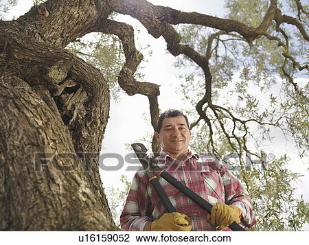 Man holding secateur next to olive tree View Large Photo Image Stock Image - Man holding secateur next to olive tree. Fotosearch