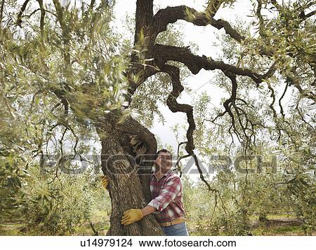 Man hugging olive tree View Large Photo Image Picture - Man hugging olive tree. Fotosearch