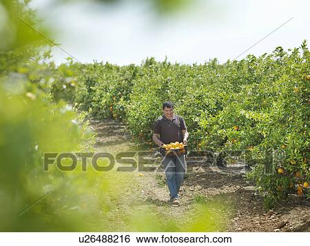 Stock Photograph - Man in orange grove collecting oranges. Fotosearch