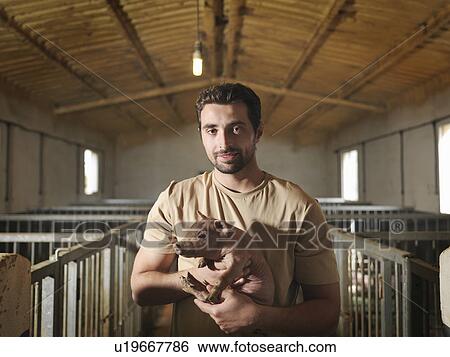 Man in pen holding a piglet View Large Photo Image Stock Photograph - Man in pen holding a piglet. Fotosearch